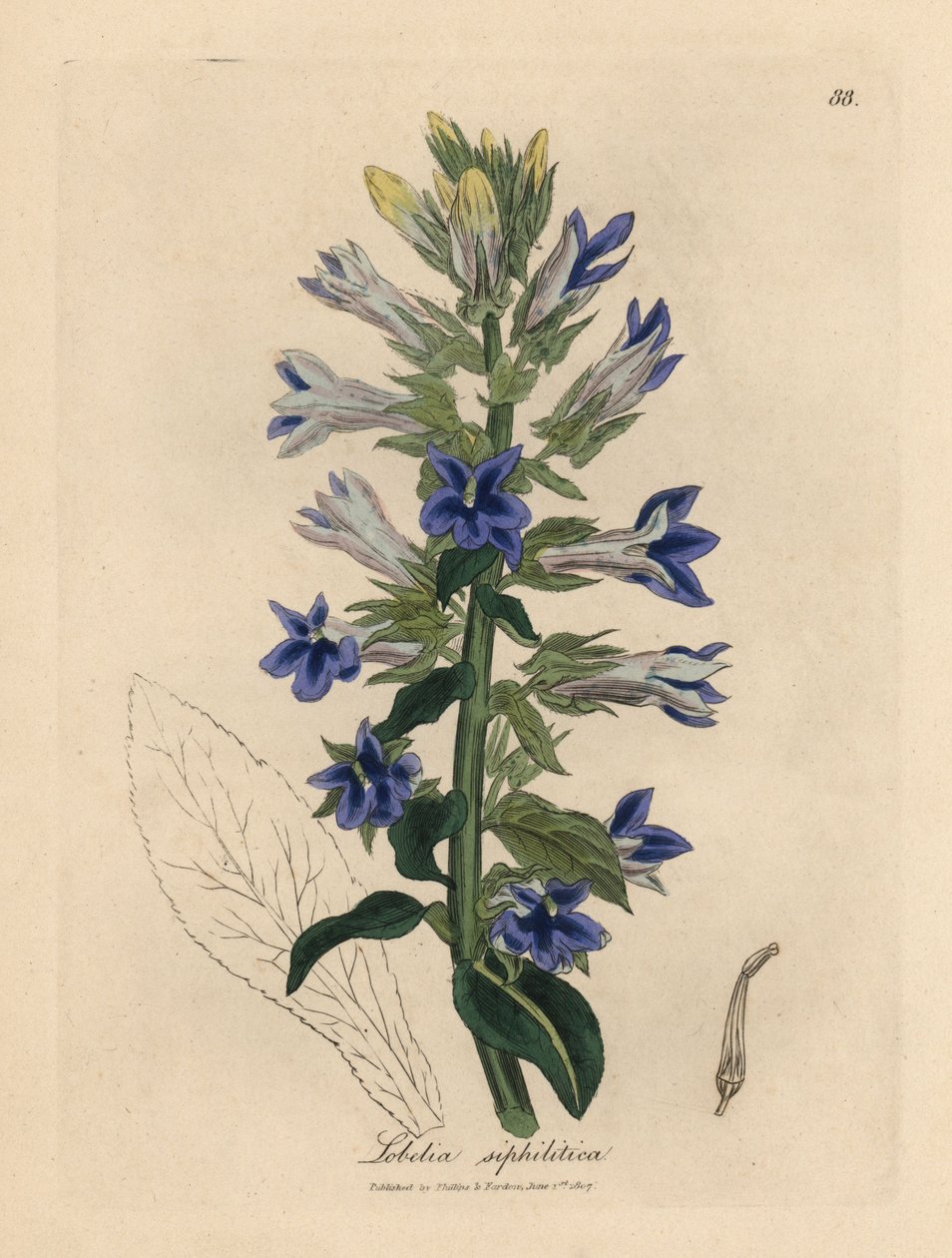 Blåblomstret lobelia eller kardinalblomst, Lobelia siphilitica av James Sowerby