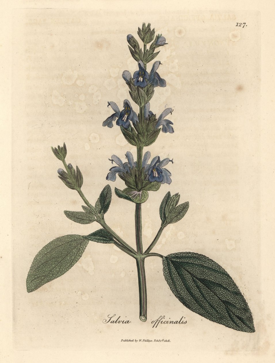 Blåblomstret salvie, Salvia officinalis av James Sowerby