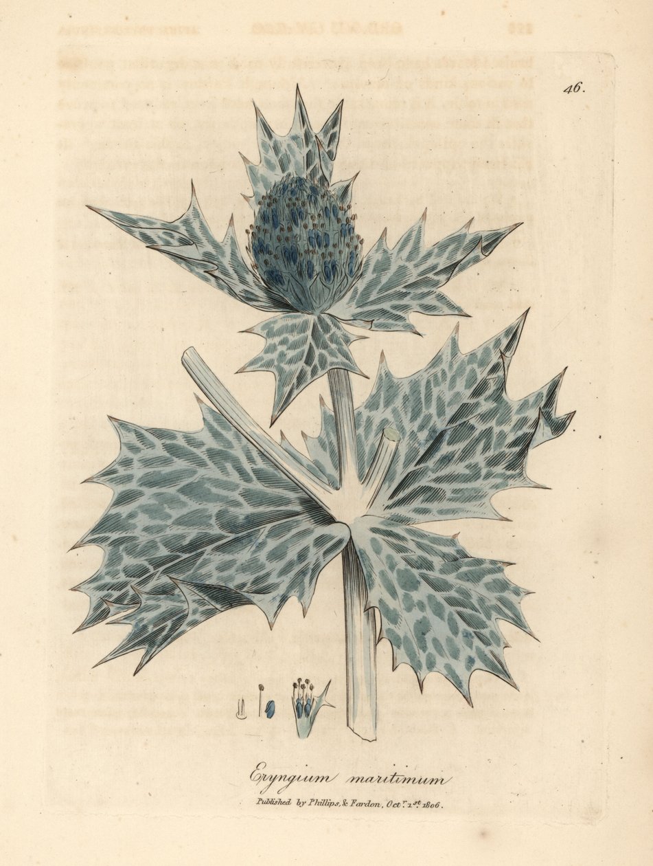 Blåblomstret kristtorn eller eryngo, Eryngium maritinum av James Sowerby