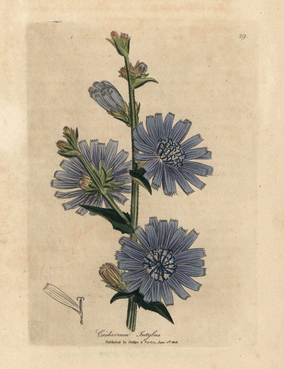 Blåblomstret villsikori eller sikori, Cichorium intybus av James Sowerby