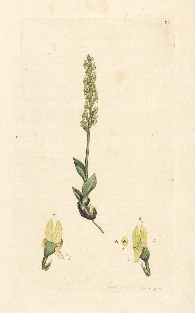 Myrorkide, Hammarbya paludosa (myr-tvåblad, Malaxis paludosa). Håndfarget kobberstikk etter en illustrasjon av James Sowerby fra James Smith's English Botany, London av James Sowerby