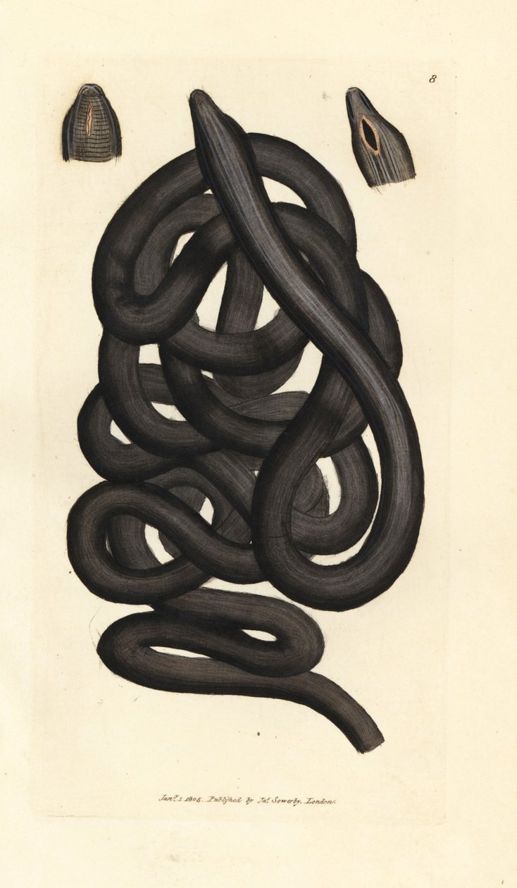 Støvlesnøreorm, Lineus longissimus. Håndfarget kobberstikk av James Sowerby fra The British Miscellany, eller fargede figurer av nye, sjeldne eller lite kjente dyreemner. av James Sowerby