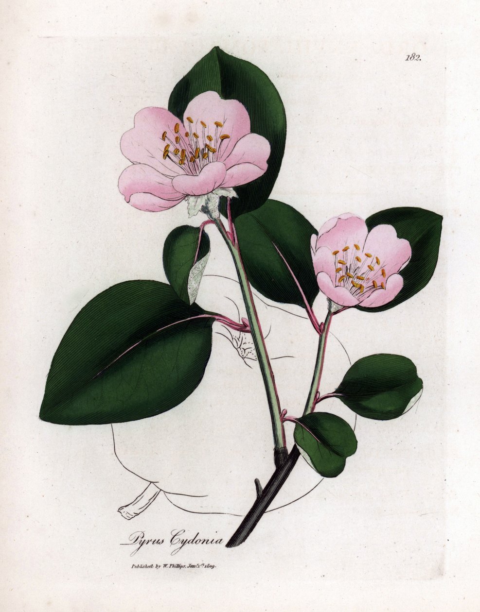 Botanisk bord: blomster og kvede, frukt av Cognassier (Cydonia oblonga) - Rosablomstret kvedetre med omriss av frukt, Pyrus cydonia. Håndfarget kobberstikk fra en botanisk illustrasjon av James Sowerby fra William Woodville og Sir Wil av James Sowerby
