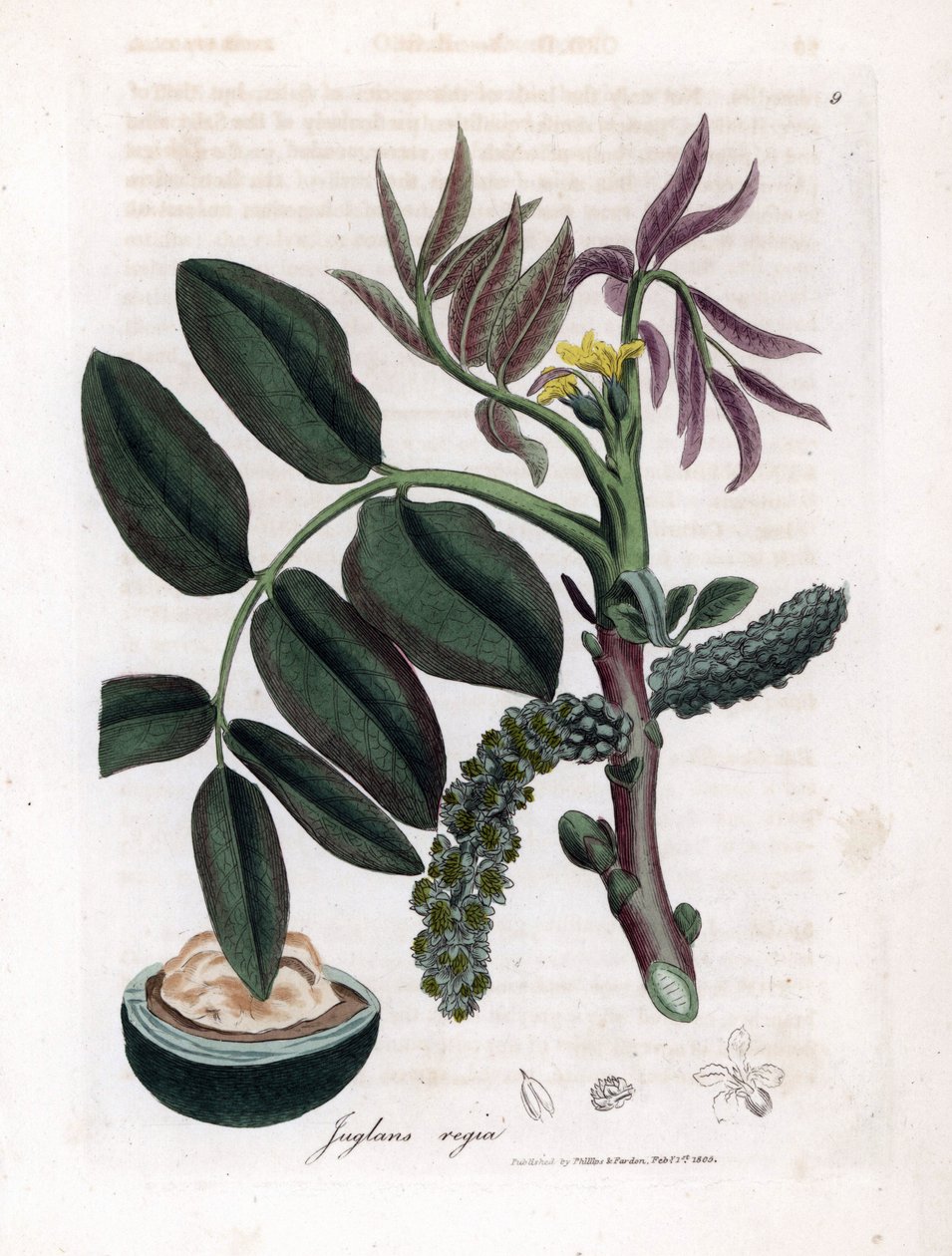 Botanisk bord: blader, planter og valnøttfrukt Blader, gul blomst og nøtt av det vanlige valnøtttreet, Juglans regia. Håndfarget kobberstikk fra en botanisk illustrasjon av James Sowerby fra William Woodville og Sir William Jackson Hooker' av James Sowerby