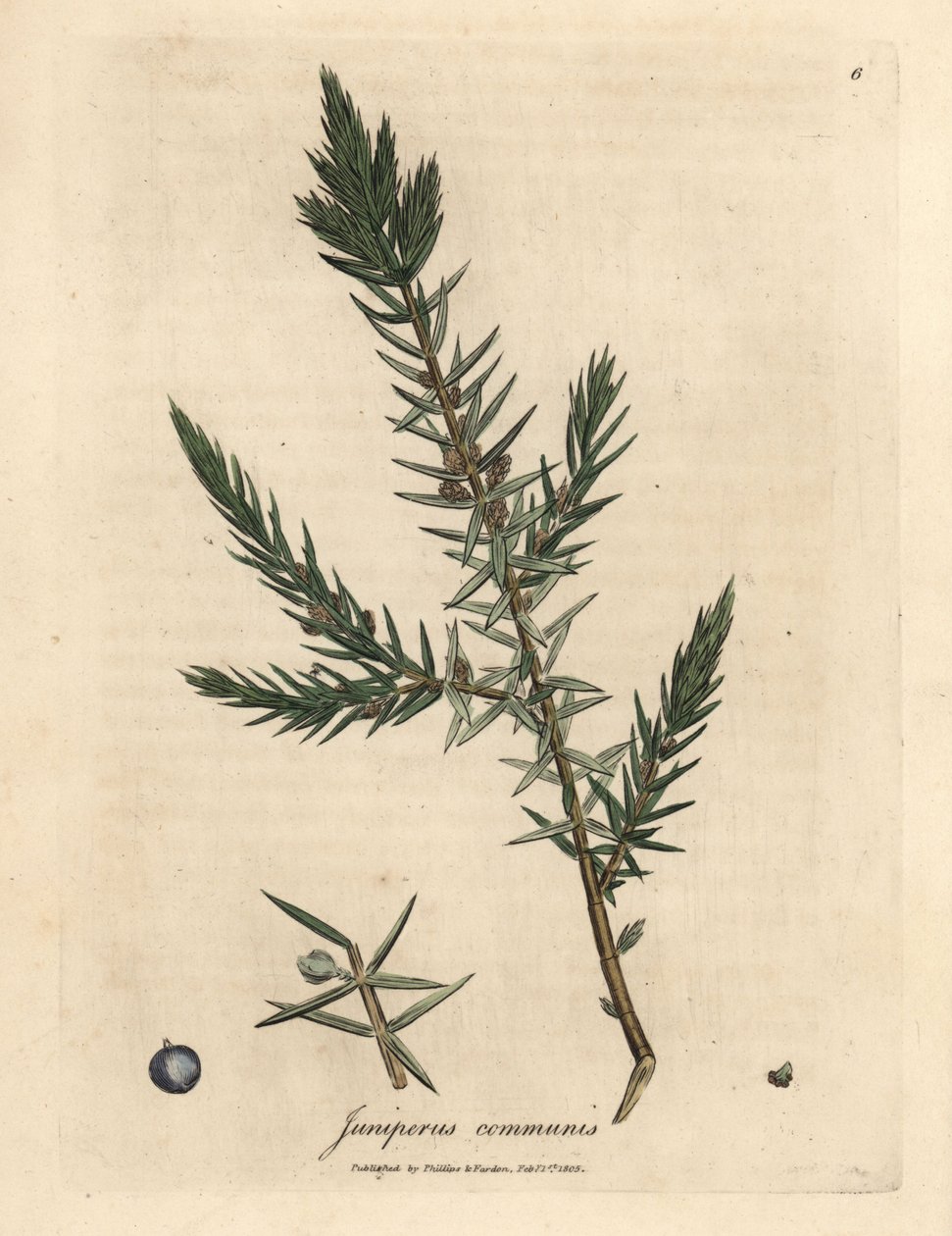Grein og bær av vanlig einer, Juniperus communis av James Sowerby