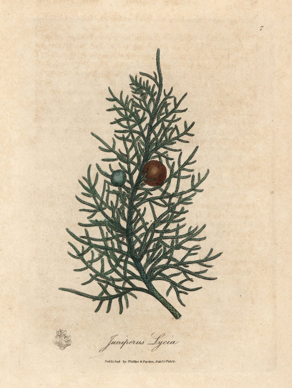 Gren og bær av sedertreet, Juniperus lycia av James Sowerby