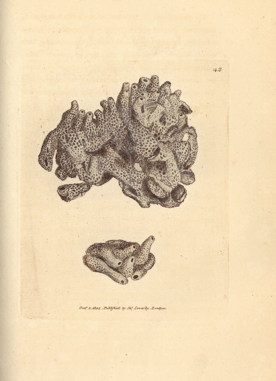 Brødsmulesvamp, Halichondria panicea (kompakt rørformet svamp; Spongia compacta). Håndfarget kobberstikk av James Sowerby fra The British Miscellany, eller fargede figurer av nye, sjeldne eller lite kjente dyreemner. av James Sowerby