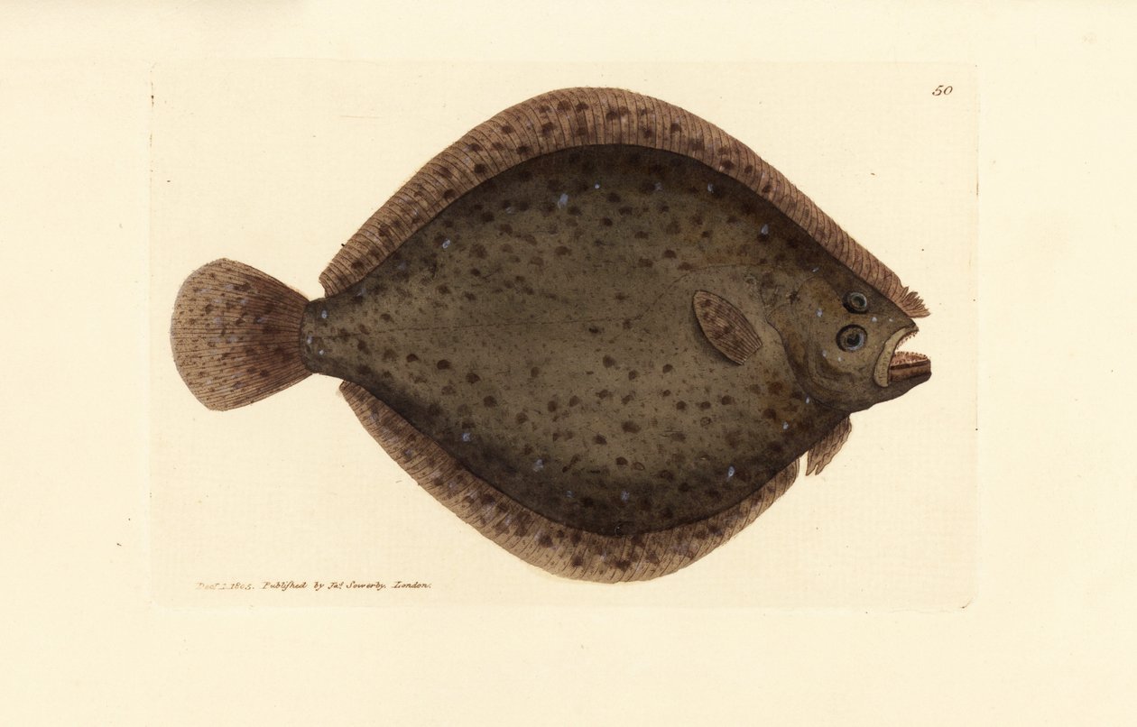 Brill eller kitefisk, Scophthalmus rhombus (Pleuronectes rhombus). Håndfarget kobberstikk av James Sowerby fra The British Miscellany, eller fargede figurer av nye, sjeldne eller lite kjente dyreemner. av James Sowerby