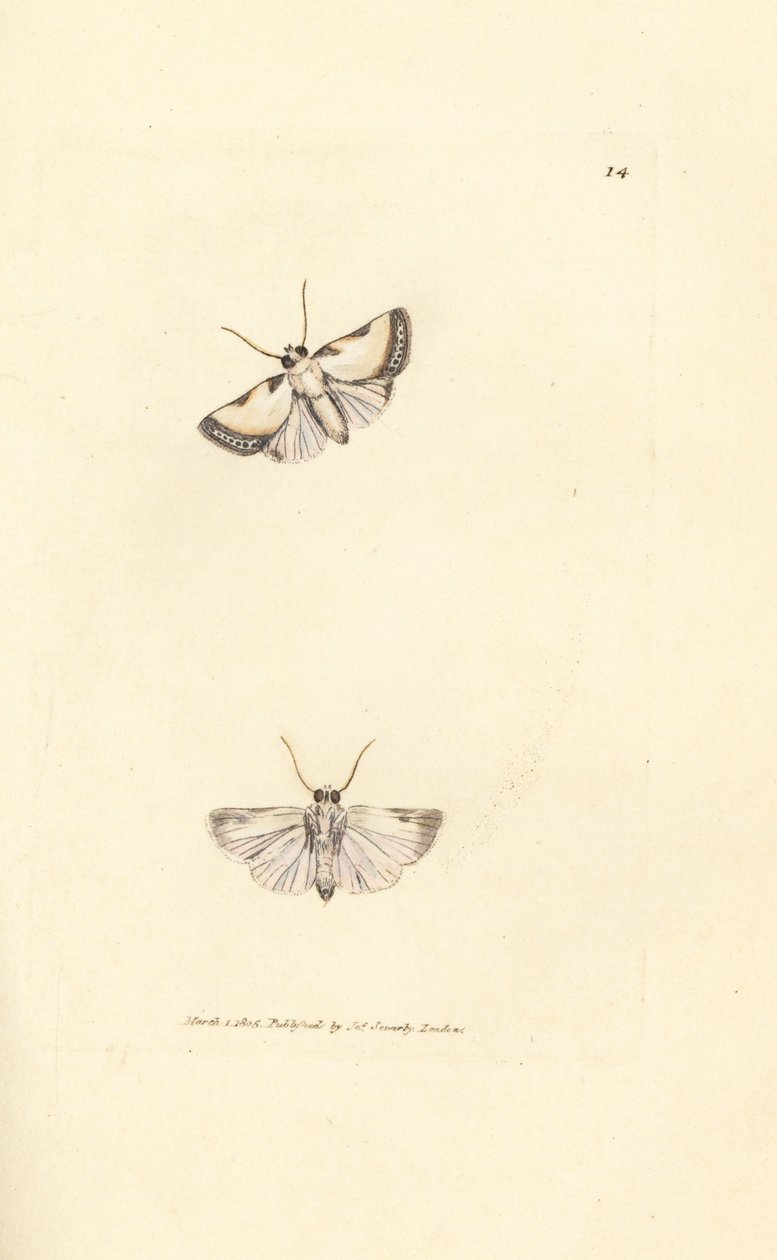 Brixton Beauty, Acontia nitidula (Phalaena catena). Håndfarget kobberstikk av James Sowerby fra The British Miscellany, eller fargede figurer av nye, sjeldne eller lite kjente dyreemner. av James Sowerby