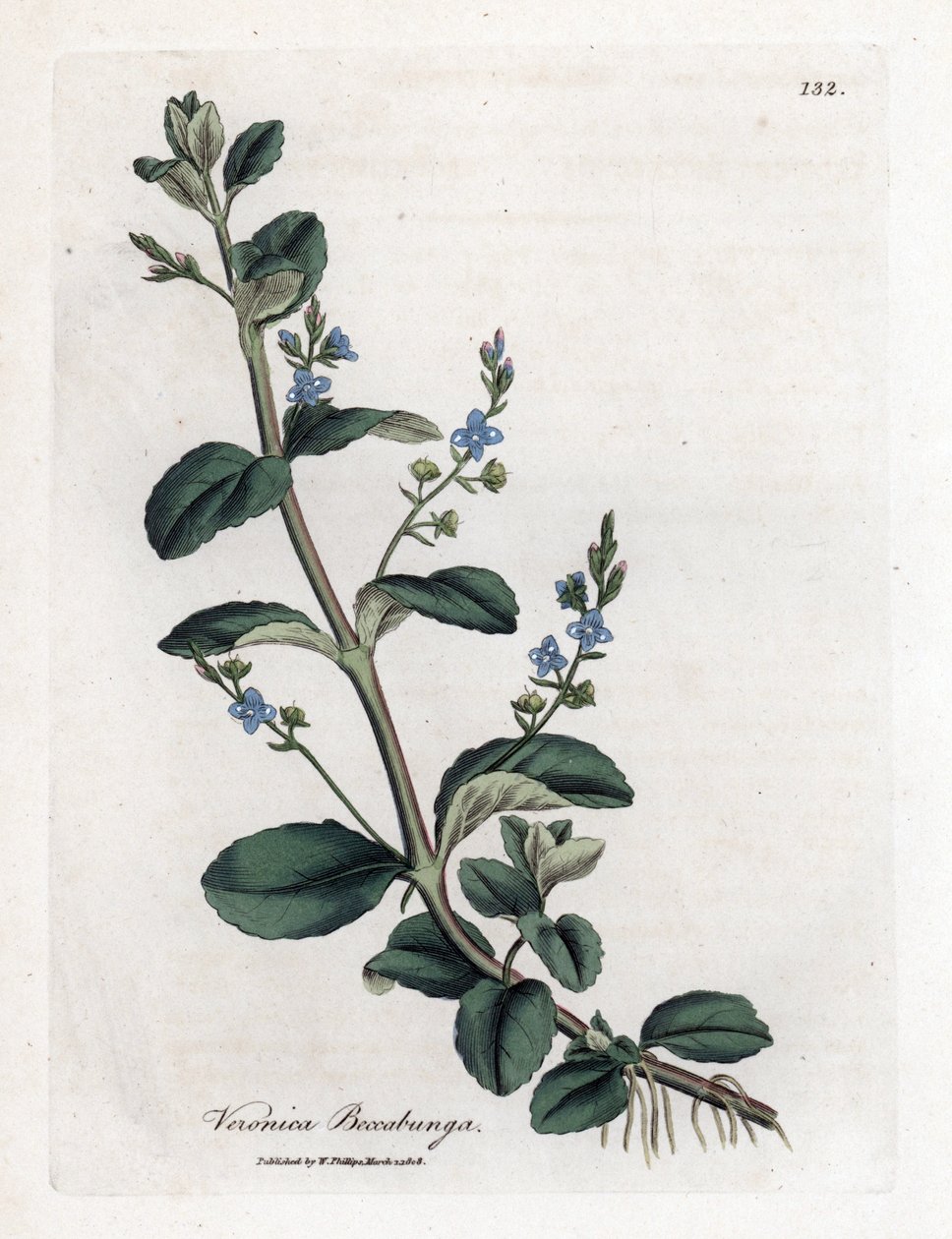 Brooklime speedwell, Veronica beccabunga. Håndfarget kobberstikk fra en botanisk illustrasjon av James Sowerby fra William Woodville og Sir William Jackson Hookers "" Medical Botany,"" John Bohn, London av James Sowerby