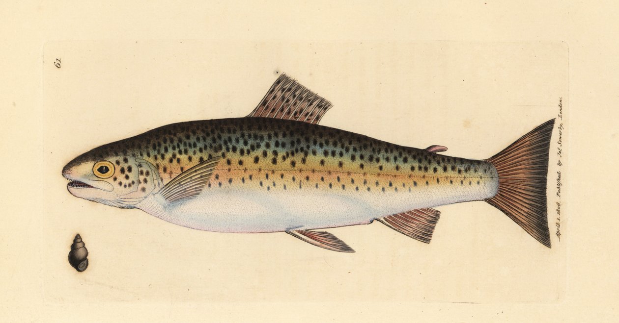 Brunørret, Salmo trutta fario (Gillaroo-ørret, Salmo fario). Håndfarget kobberstikk av James Sowerby fra The British Miscellany, eller fargede figurer av nye, sjeldne eller lite kjente dyreemner. av James Sowerby