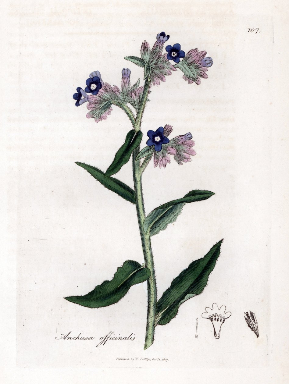 Bugloss officinale - Bugloss, Anchusa officinalis. Håndfarget kobberstikk fra en botanisk illustrasjon av James Sowerby fra William Woodville og Sir William Jackson Hookers "" Medical Botany,"" John Bohn, London av James Sowerby
