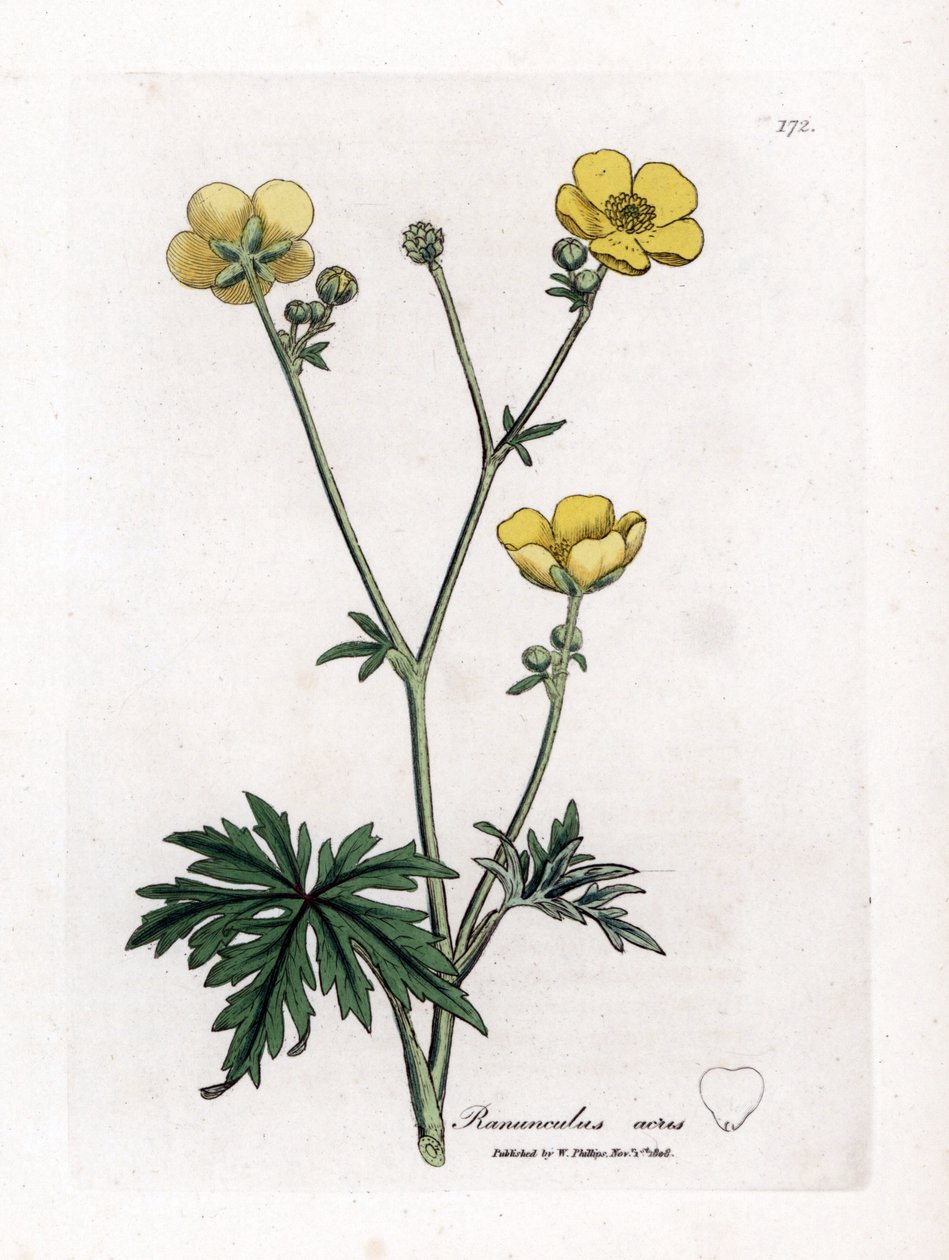 Smørblomst eller Button d'Or - Engsmørblomst, Ranunculus acris. Håndfarget kobberstikk fra en botanisk illustrasjon av James Sowerby fra William Woodville og Sir William Jackson Hookers "" Medical Botany,"" John Bohn, London av James Sowerby