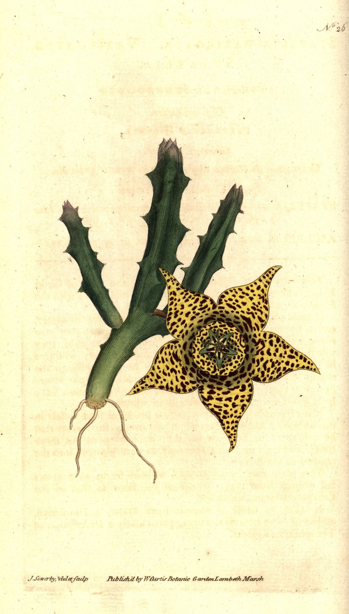 Kaktusstivelse - Orbea variegata (Variegated stapelia, Stapelia variegata). Håndfarget kobberstikk og botanisk illustrasjon av James Sowerby fra William Curtis' The Botanical Magazine, Lambeth Marsh, London av James Sowerby