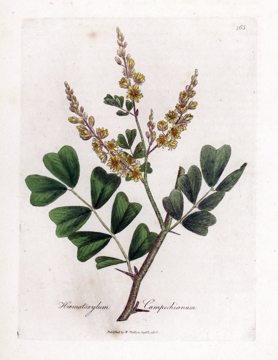 Campeche eller campeche wood - Logwood, Haematoxylum campechianum. Håndfarget kobberstikk fra en botanisk illustrasjon av James Sowerby fra William Woodville og Sir William Jackson Hookers "" Medical Botany,"" John Bohn, London av James Sowerby