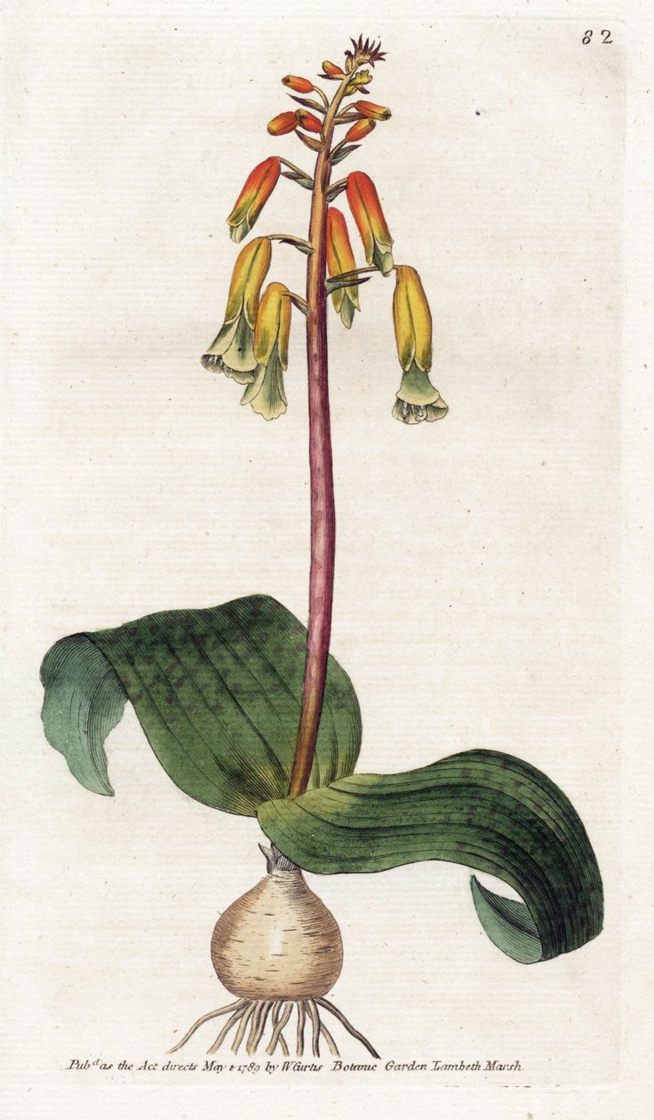 Cape Town Cuckoo - Litografi av James Sowerby (1757-1822), tallerken fra Botanical Magazine av William Curtis (1746-1799) av James Sowerby