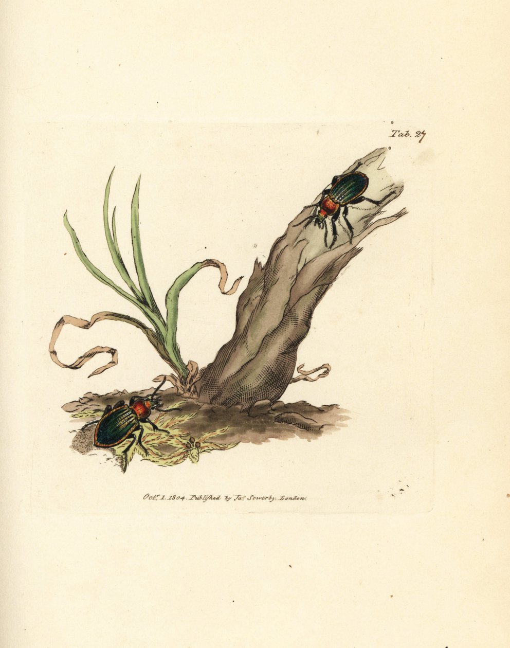 Carabus nitens bille. Håndfarget kobberstikk av James Sowerby fra The British Miscellany, eller fargede figurer av nye, sjeldne eller lite kjente dyreemner. av James Sowerby