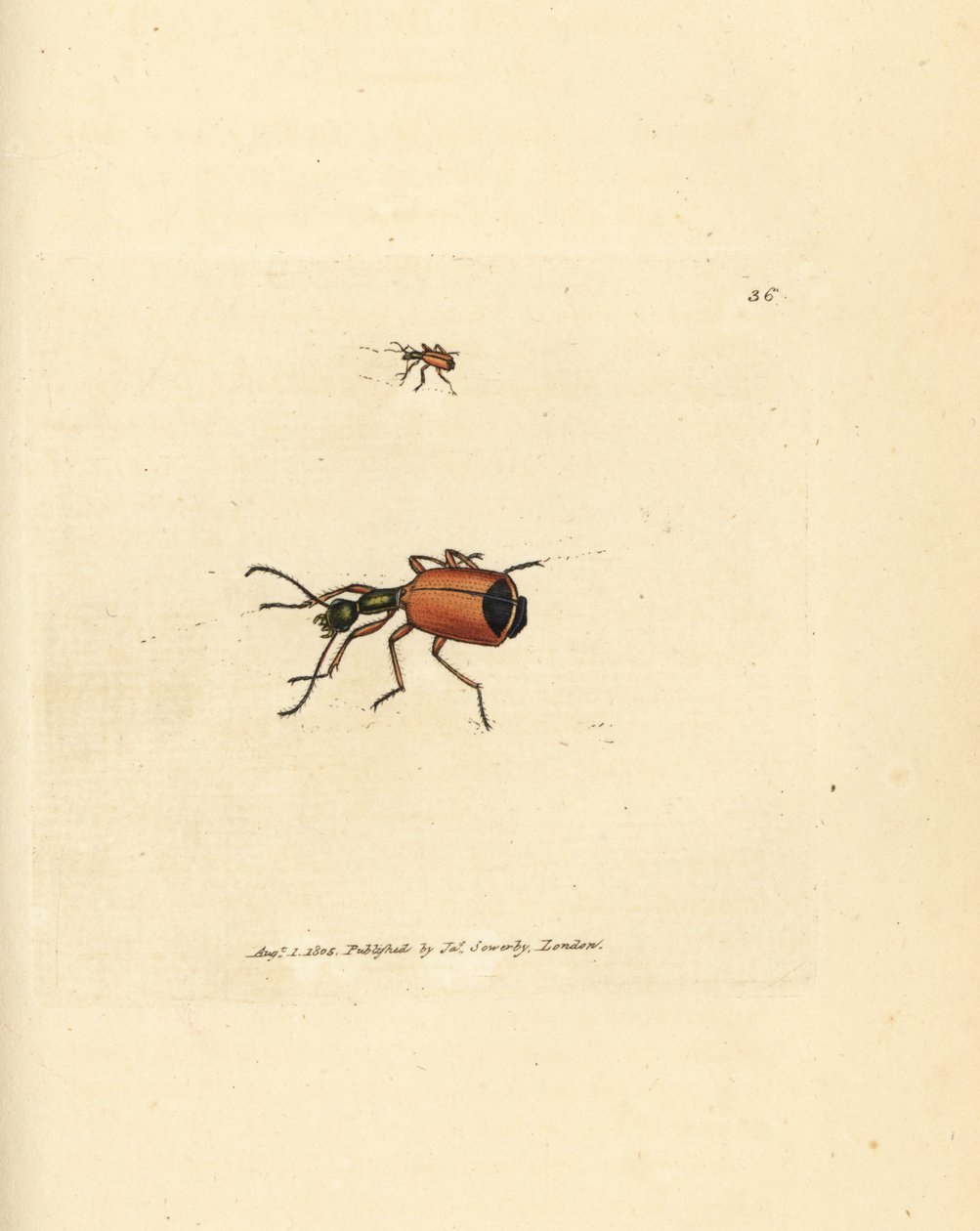 Carabus rotundicollis bille. Håndfarget kobberstikk av James Sowerby fra The British Miscellany, eller fargede figurer av nye, sjeldne eller lite kjente dyreemner. av James Sowerby