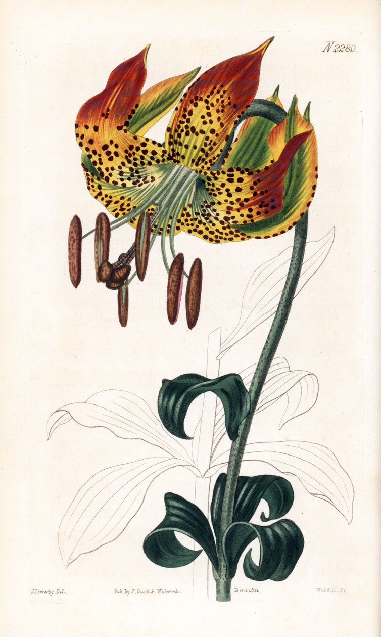 Carolina lilje - Carolina lilje, Lilium michauxii (Carolina martagon lilje, Lilium carolinianum). Håndfarget kobberstikk av Weddell etter en illustrasjon av James Sowerby fra Samuel Curtis' "" Botanical Magazine," London av James Sowerby