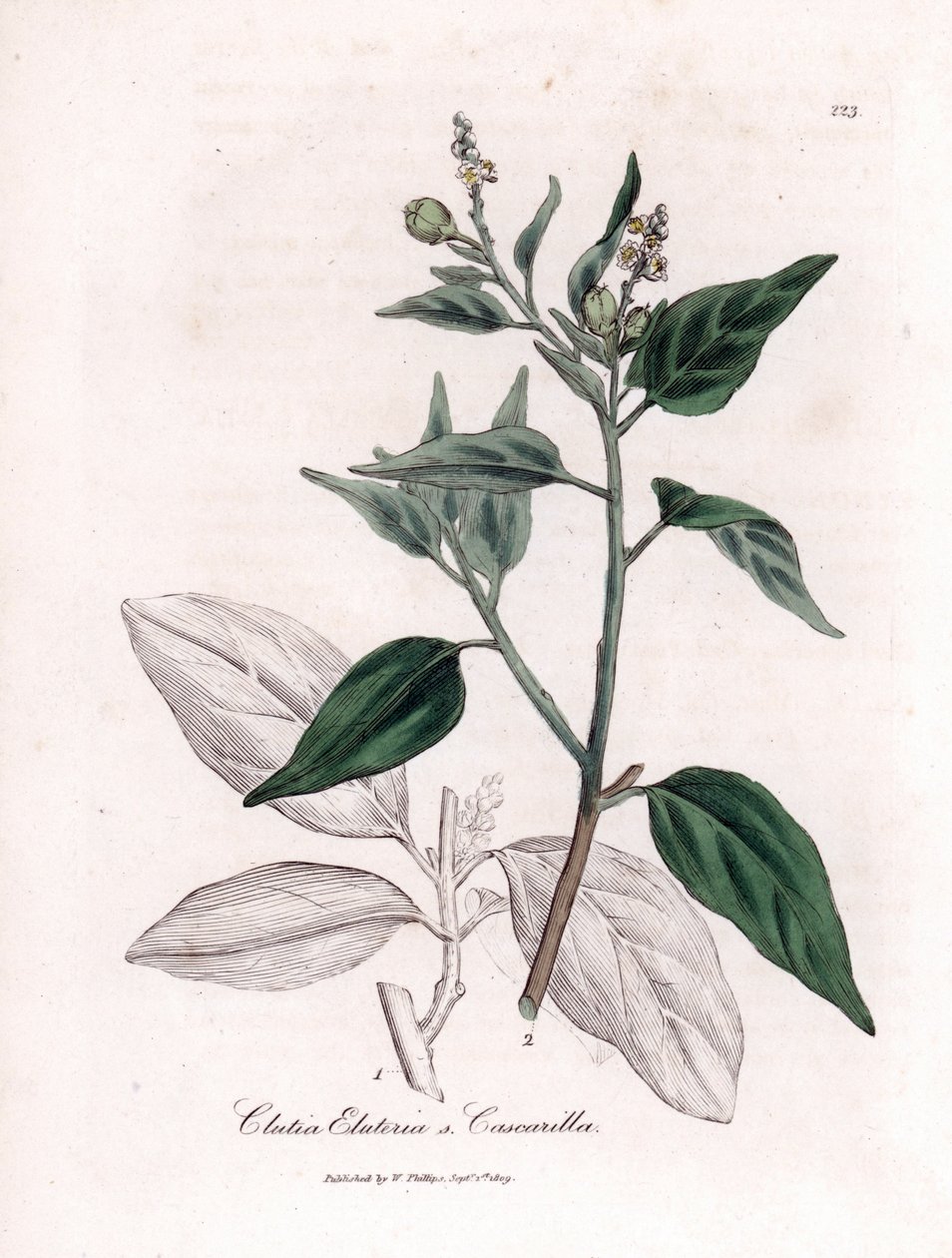 Cascarille officinale eller mykt eller imitert quinquina-tre - Cascarilla, Croton (Clutia) eluteria. Håndfarget kobberstikk fra en botanisk illustrasjon av James Sowerby fra William Woodville og Sir William Jackson Hookers "" Medical Botany," av James Sowerby