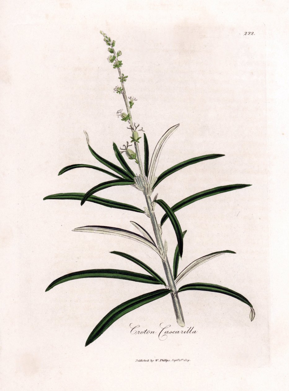 Cascarille officinale eller mykt tre eller faux quinquina - Cascarilla, Croton eluteria. Håndfarget kobberstikk fra en botanisk illustrasjon av James Sowerby fra William Woodville og Sir William Jackson Hookers "" Medical Botany,"" John av James Sowerby
