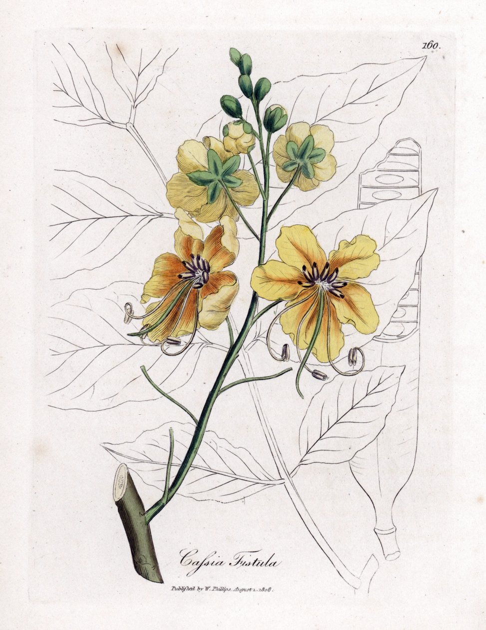 Cassia, falsk sene, falsk johannesbrødtre, golden shower eller canefier - Golden shower tree, Cassia fistel. Håndfarget kobberstikk fra en botanisk illustrasjon av James Sowerby fra William Woodville og Sir William Jackson Hookers "" Medical Bota av James Sowerby