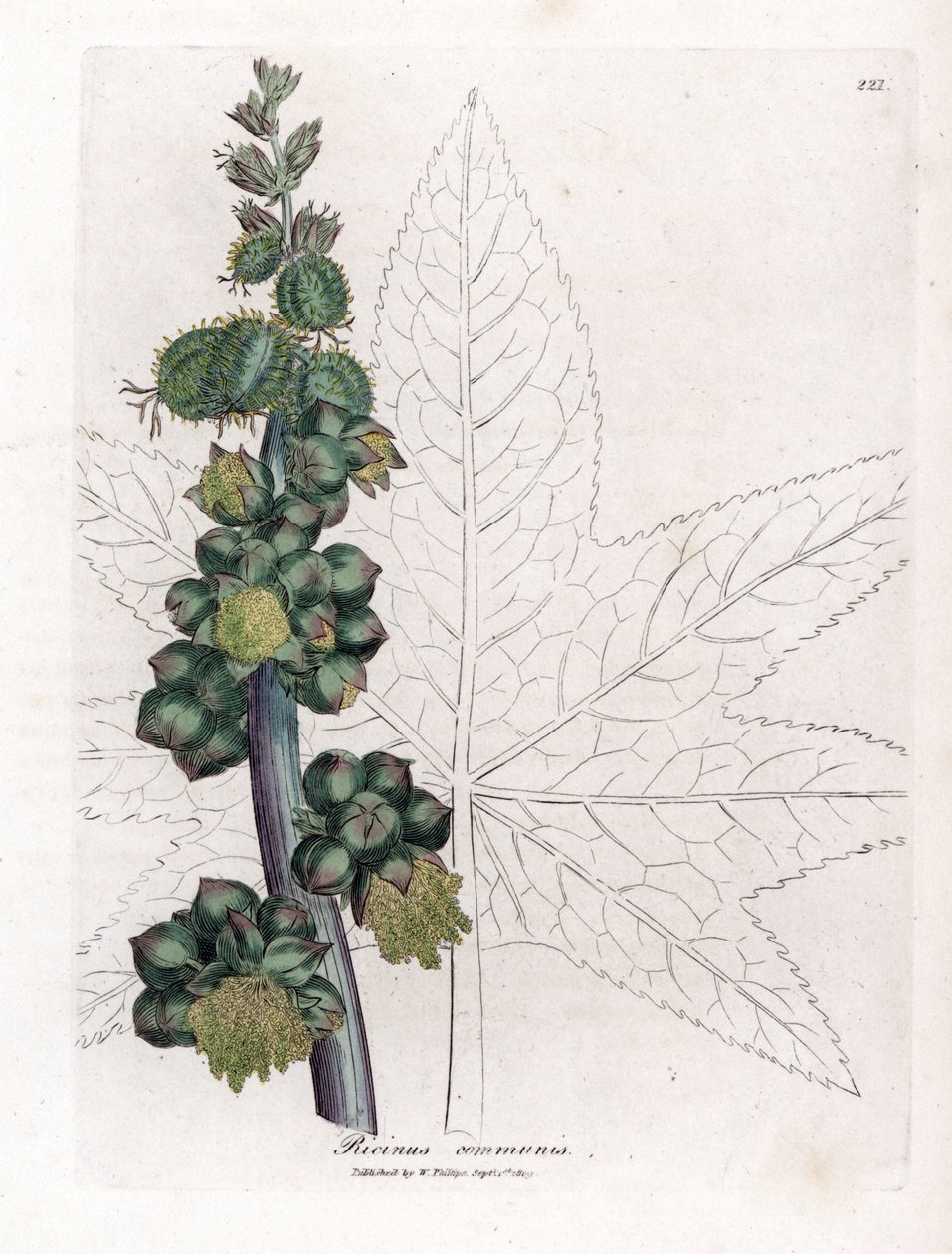 Castor - Castor oljeanlegg, Ricinus communis. Håndfarget kobberstikk fra en botanisk illustrasjon av James Sowerby fra William Woodville og Sir William Jackson Hookers "" Medical Botany,"" John Bohn, London av James Sowerby
