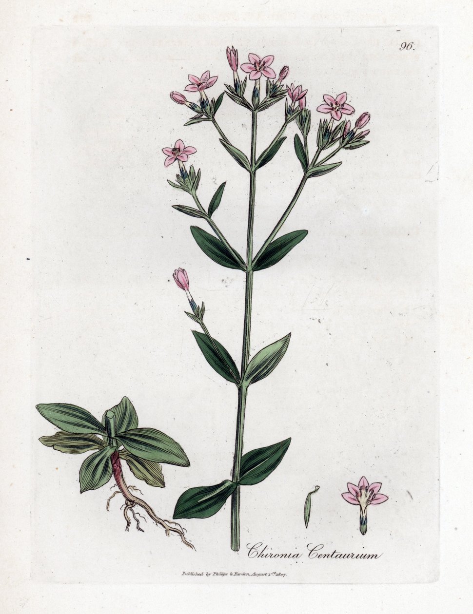 Centauree Chironia - Centaury, Chironia centaurium. Håndfarget kobberstikk fra en botanisk illustrasjon av James Sowerby fra William Woodville og Sir William Jackson Hookers "" Medical Botany,"" John Bohn, London av James Sowerby