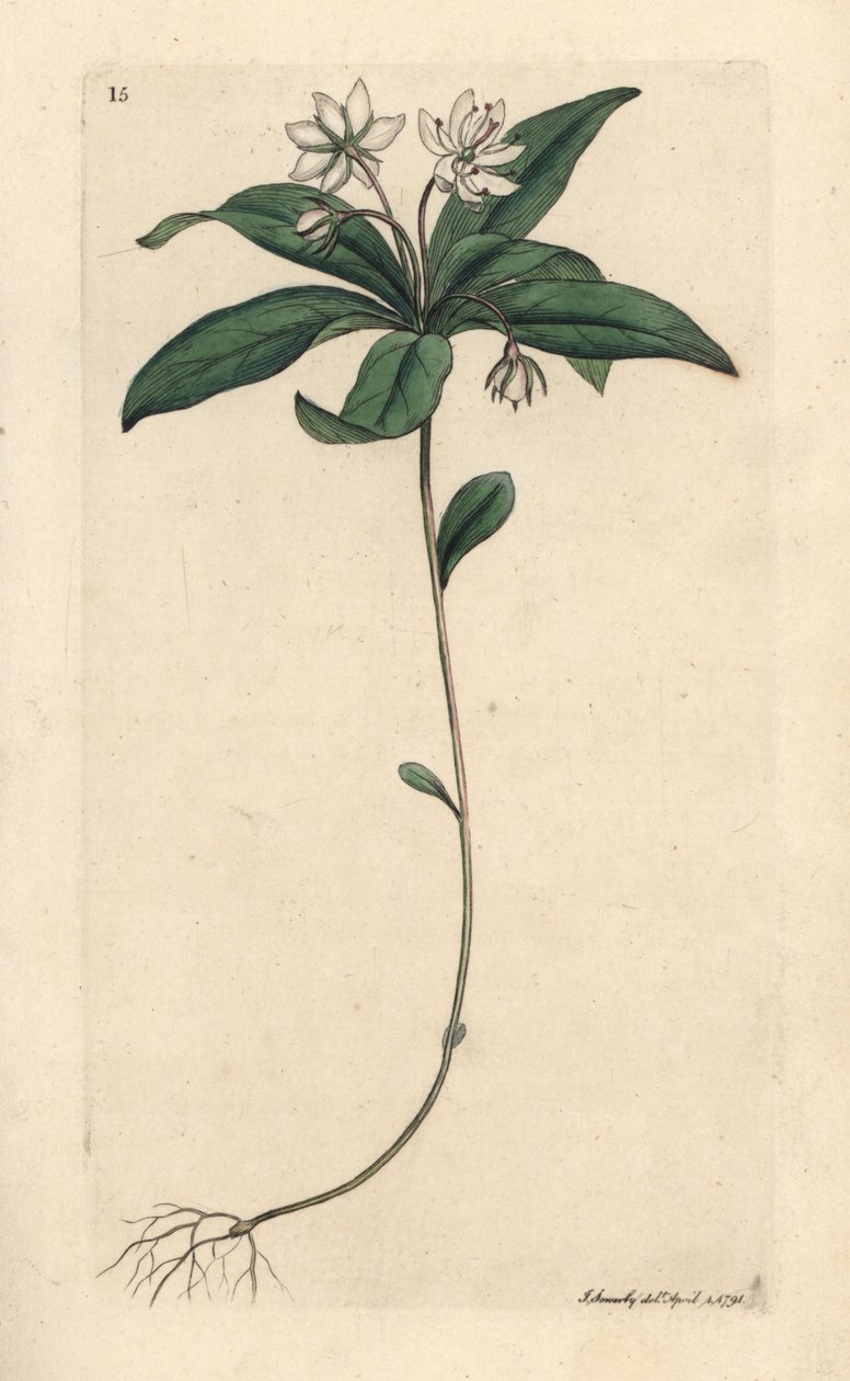 Chickweed vintergrønn, Lysimachia europaea (Trientalis europaea) (Trientale d'Europe) Håndfarget kobberstikk etter en illustrasjon av James Sowerby fra James Smith's English Botany, London av James Sowerby