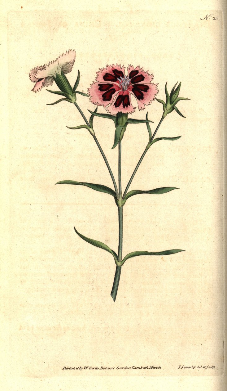 Kina nellik - Kina rosa eller indisk rosa, Dianthus chinensis. Håndfarget kobberstikk og botanisk illustrasjon av James Sowerby fra William Curtis' The Botanical Magazine, Lambeth Marsh, London av James Sowerby