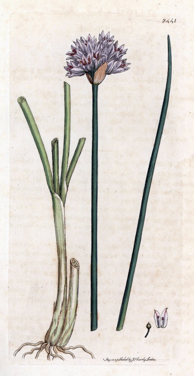 Gressløk (Allium schoenoprasum). Håndfarget kobbergravering fra en botanisk illustrasjon av James Sowerby for James Smiths bok "English botanical"" (1790-1814). Den utrettelige Sowerby (1757-1822) tegnet mer enn 2500 planter for Smith Mammot av James Sowerby