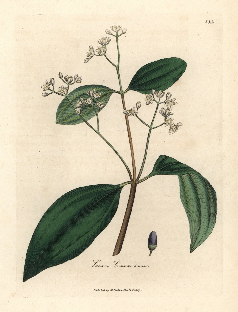Kaneltre, Laurus cinnamomum av James Sowerby