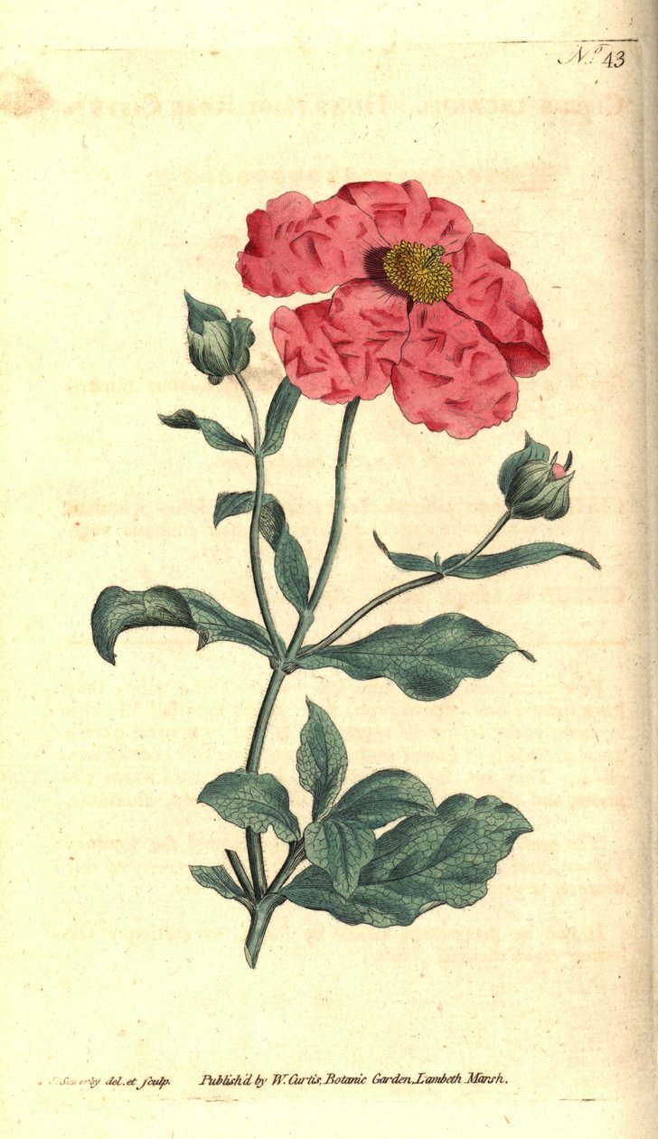 Cistus - Hoary cistus rosegull cistus, Cistus incanus. Håndfarget kobberstikk og botanisk illustrasjon av James Sowerby fra William Curtis' The Botanical Magazine, Lambeth Marsh, London av James Sowerby