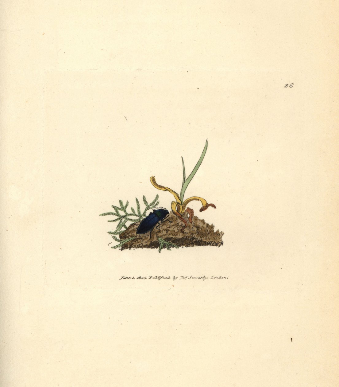 Klikkbille, Selatosomus aeneus (Elater cyaneus). Håndfarget kobberstikk av James Sowerby fra The British Miscellany, eller fargede figurer av nye, sjeldne eller lite kjente dyreemner. av James Sowerby