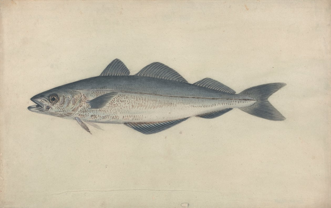 Kullfisk av James Sowerby