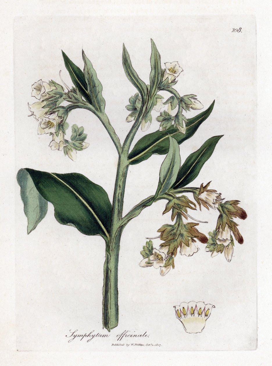 Comfrey - Comfrey, Symphytum officinale. Håndfarget kobberstikk fra en botanisk illustrasjon av James Sowerby fra William Woodville og Sir William Jackson Hookers "" Medical Botany,"" John Bohn, London av James Sowerby