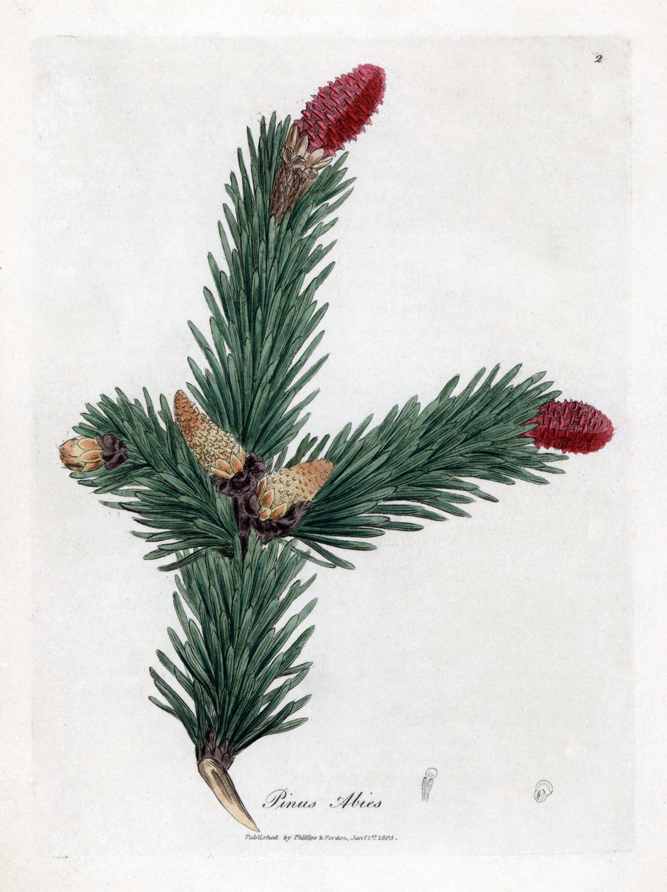 Vanlig Epicea - edelgran, Pinus abies. Håndfarget kobberstikk fra en botanisk illustrasjon av James Sowerby fra William Woodville og Sir William Jackson Hookers "" Medical Botany,"" John Bohn, London av James Sowerby