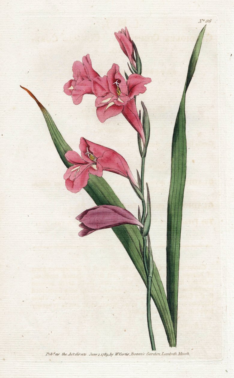 Common Glaieul - Litografi av James Sowerby (1757-1822), fra Botanical Magazine av William Curtis (1746-1799) av James Sowerby
