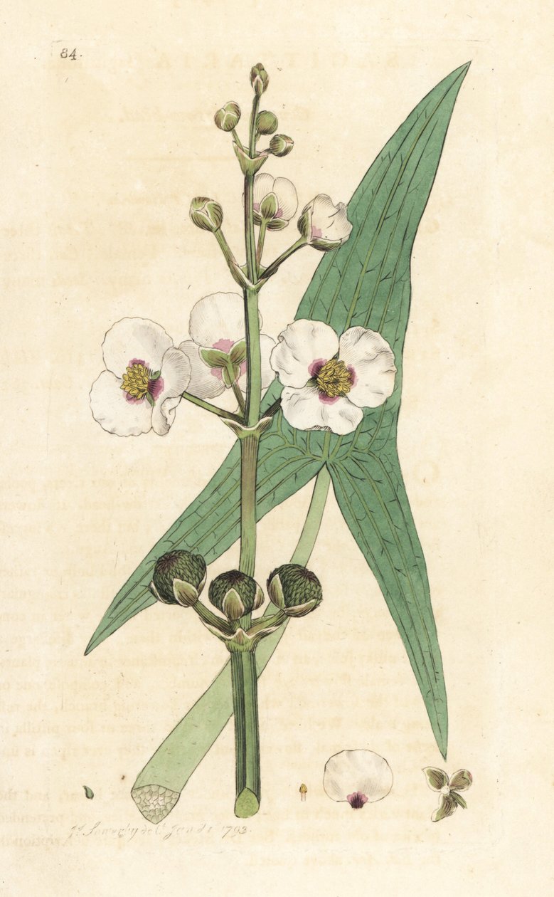 Vanlig pilspiss, Sagittaria sagittifolia (sagittarius) Håndfarget kobberstikk etter en illustrasjon av James Sowerby fra James Smith's English Botany, London av James Sowerby