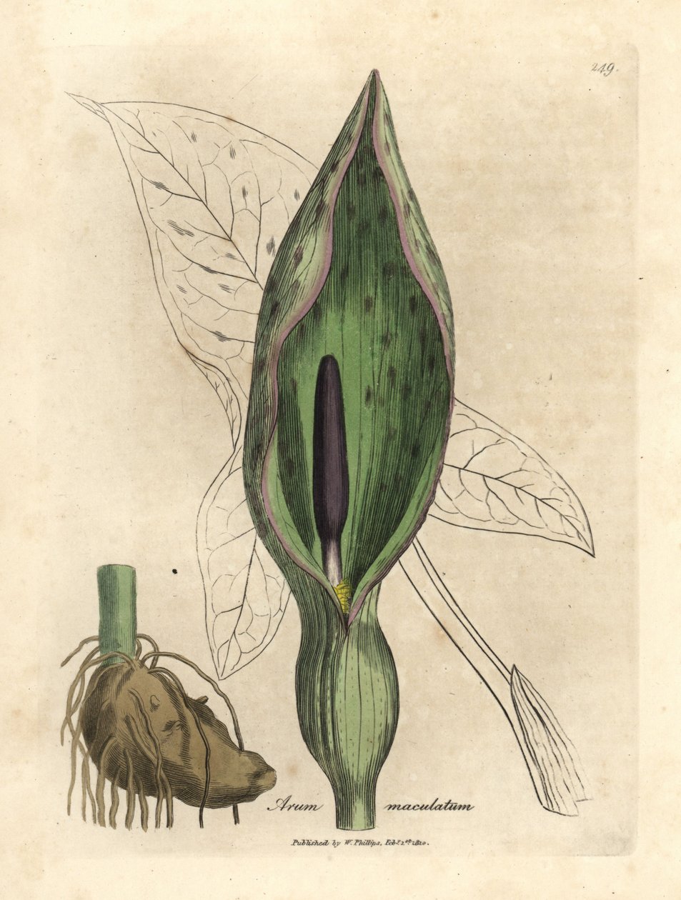 Vanlig arum, flekket arum av James Sowerby
