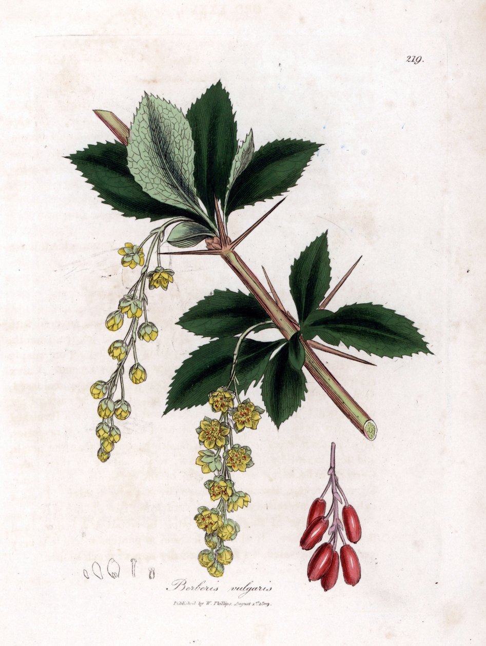 Vanlig berberis - Vanlig berberis, Berberis vulgaris. Håndfarget kobberstikk fra en botanisk illustrasjon av James Sowerby fra William Woodville og Sir William Jackson Hookers "" Medical Botany,"" John Bohn, London av James Sowerby