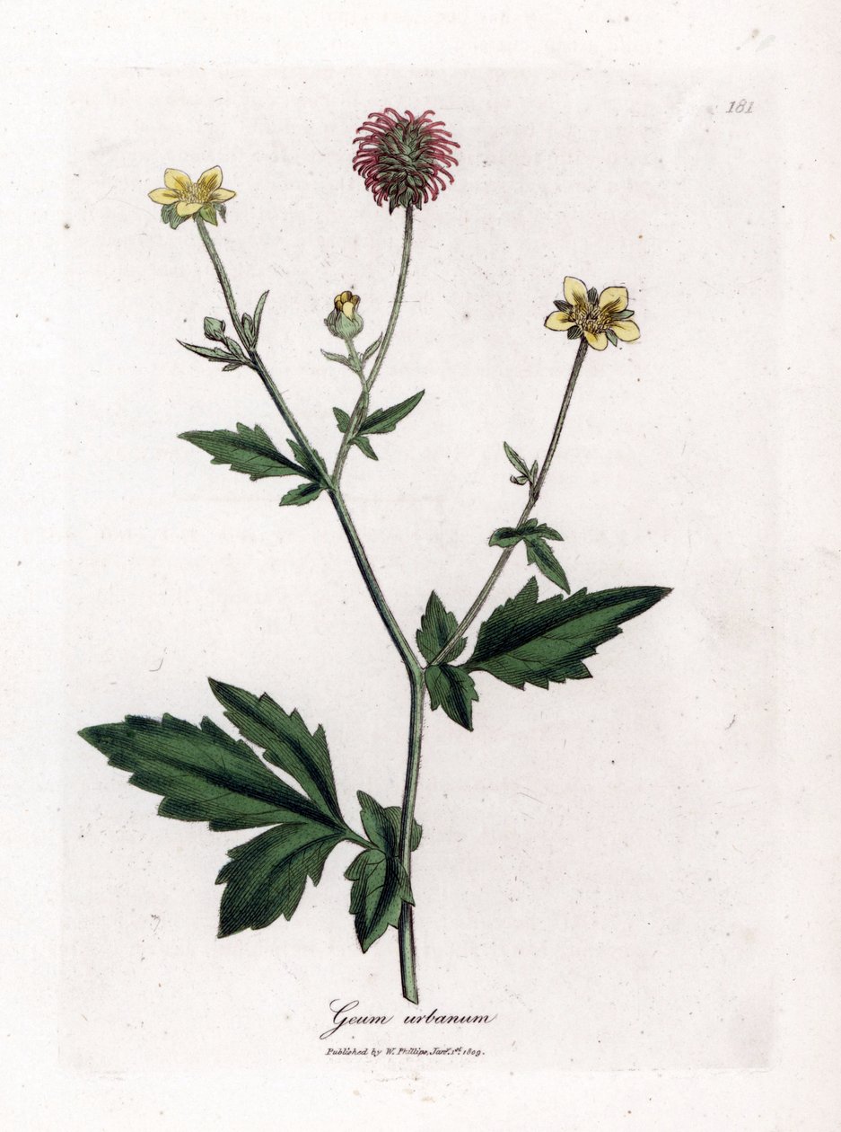 Vanlig benoitt eller gress av Saint Benoit - Wood avens, Geum urbanum. Håndfarget kobberstikk fra en botanisk illustrasjon av James Sowerby fra William Woodville og Sir William Jackson Hookers "" Medical Botany,"" John Bohn, London av James Sowerby