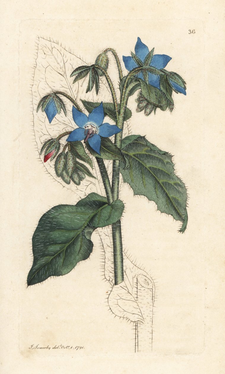 Vanlig borage, Borago officinalis (Bourrache officinale) Håndfarget kobberstikk etter en illustrasjon av James Sowerby fra James Smith's English Botany, London av James Sowerby