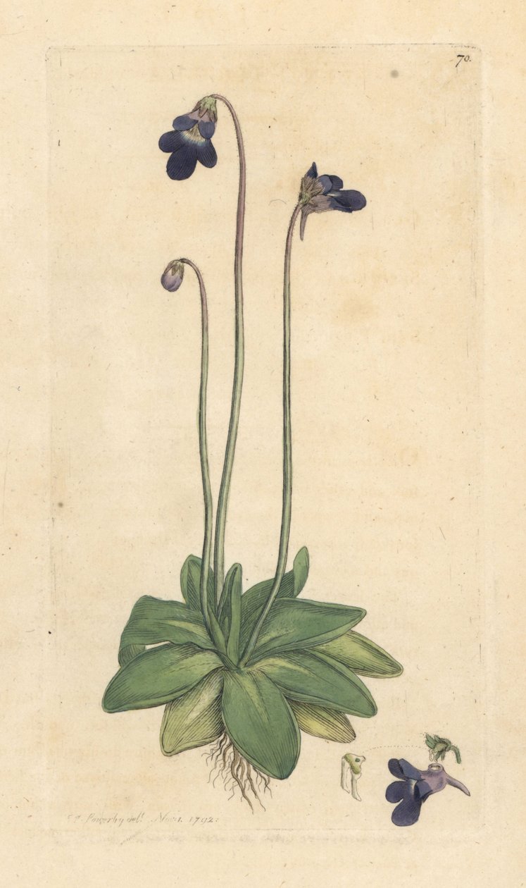 Vanlig butterwort, Pinguicula vulgaris (grassette) Håndfarget kobberstikk etter en illustrasjon av James Sowerby fra James Smith's English Botany, London av James Sowerby