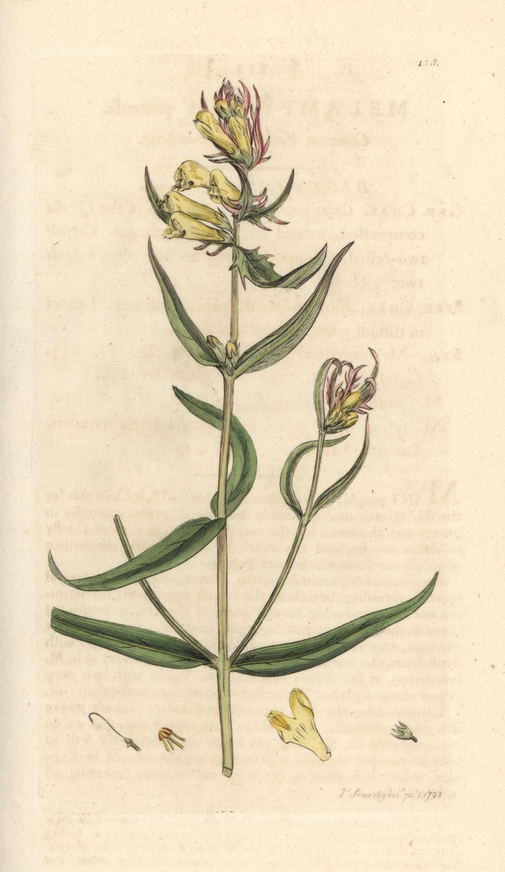 Vanlig kuhvete, Melampyrum pratense (Melampyre des pres, Wood hirse, Cochelet, Yellow savory) Håndfarget kobberstikk etter en illustrasjon av James Sowerby fra James Smith's English Botany, London av James Sowerby