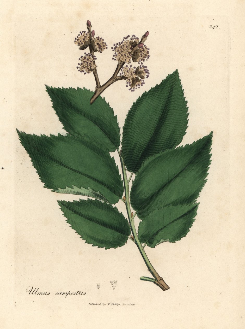 Vanlig almetre, Ulmus plainstris av James Sowerby