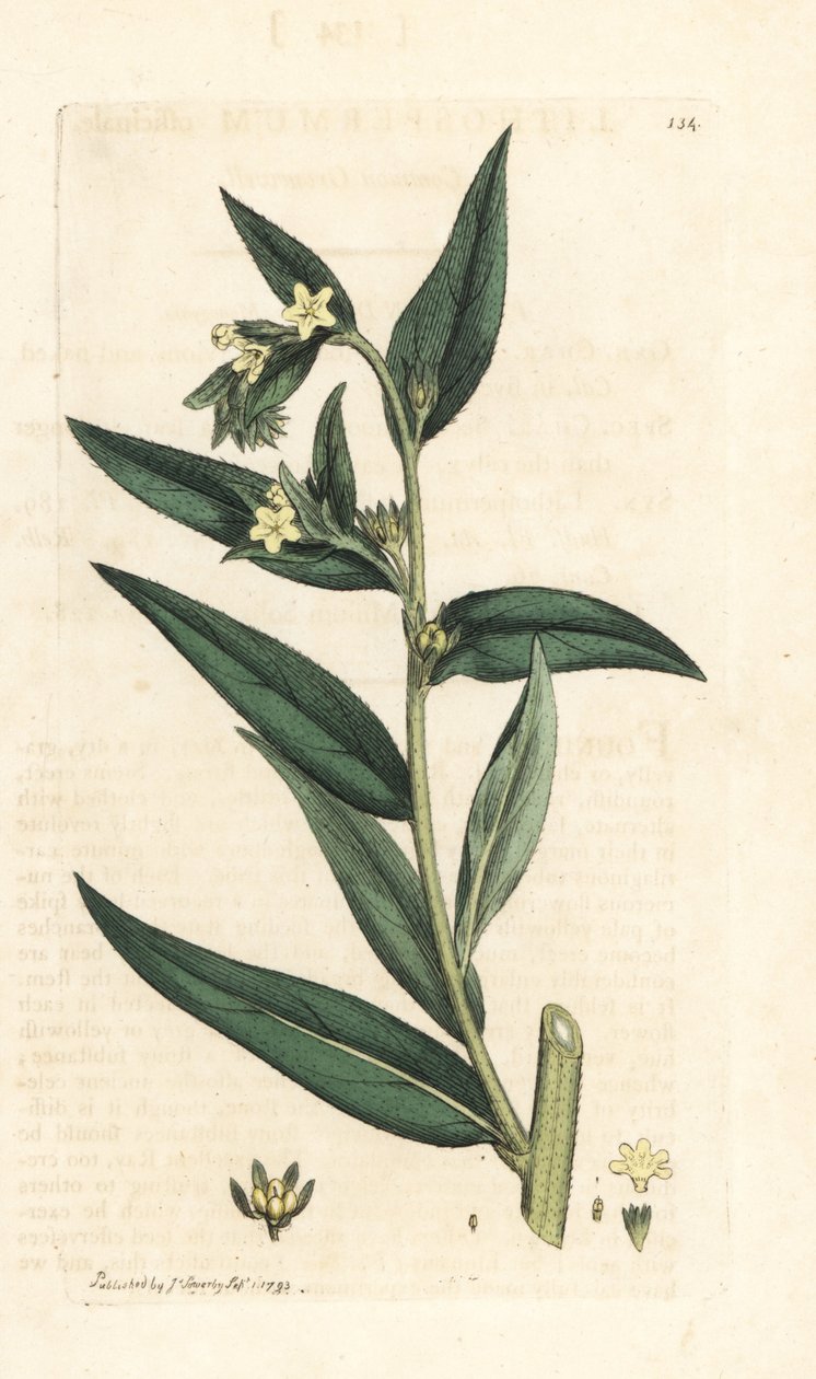 Common gromwell, Lithospermum officinale (Gremil officinal) Håndfarget kobberstikk etter en illustrasjon av James Sowerby fra James Smith's English Botany, London av James Sowerby