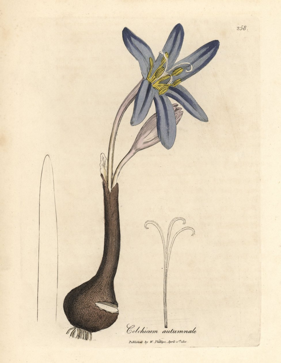Engsafran, Colchicum autumnale av James Sowerby
