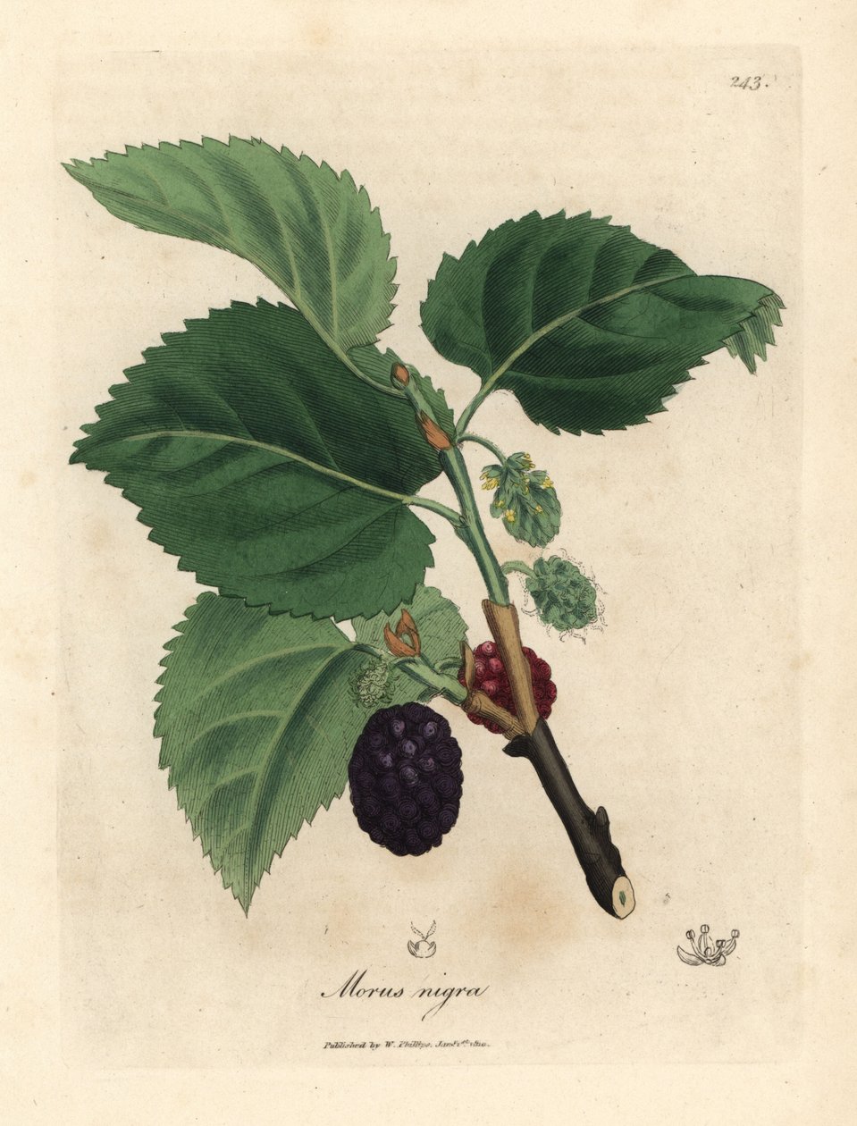 Vanlig morbærtre, Morus nigra av James Sowerby