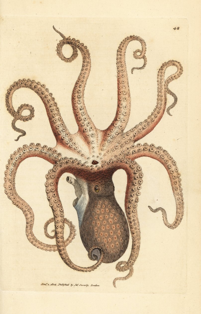Vanlig blekksprut, blekksprut vulgaris (Åttearmet blekksprut, Sepia blekksprut). Håndfarget kobberstikk av James Sowerby fra The British Miscellany, eller fargede figurer av nye, sjeldne eller lite kjente dyreemner. av James Sowerby
